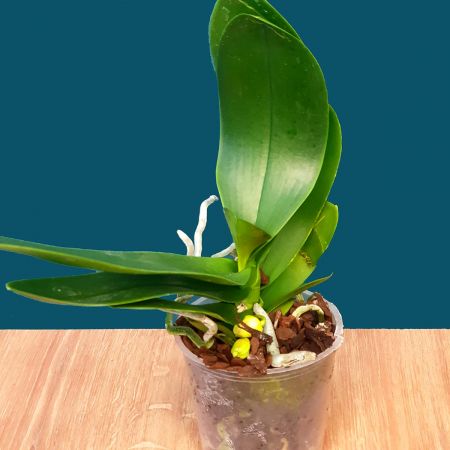 Орхидея фаленопсис в горшке 1 ствол