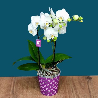 Фаленопсис в горшке компактный