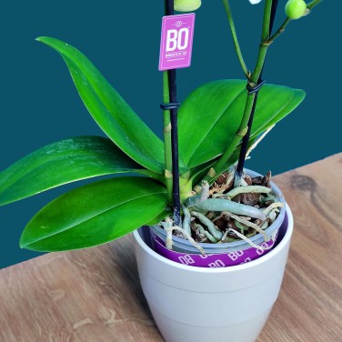 Фаленопсис в горшке компактный