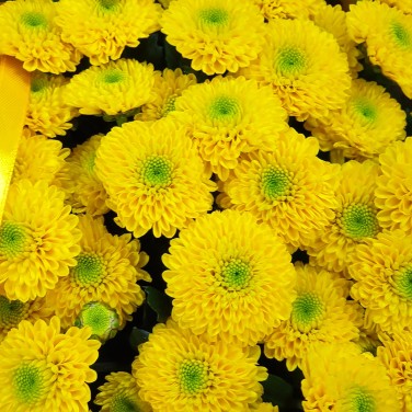 Желтый букет из хризантем сантини