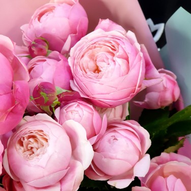 Кустовые пионовидные розы Пинк Силвер