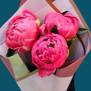 Пионовый привет