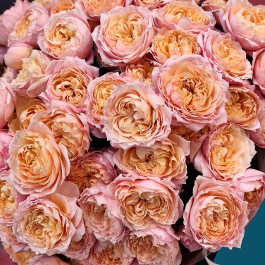 15 пионовидных кустовых роз Джульетта