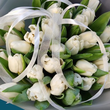 Белые тюльпаны Сказка наяву