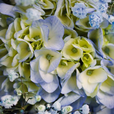 Выше неба букет гортензий