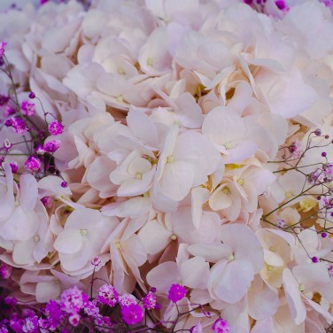 Букет розовых гортензий