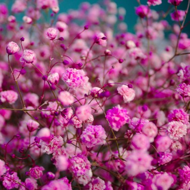 Малиновый закат Букет из гипсофилы