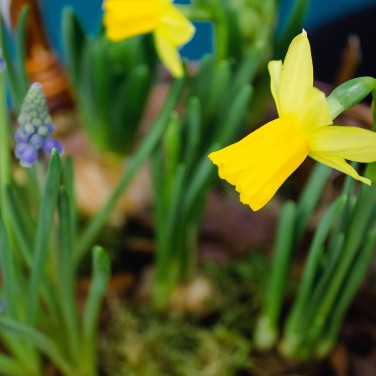 Лесная быль корзина первоцветов