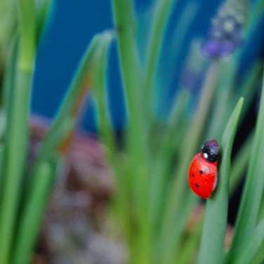 Корзина луковичных весенних цветов