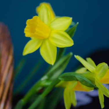 Весенники растущие в корзине