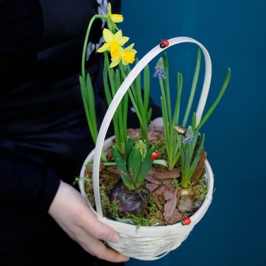 Весенники растущие в корзине