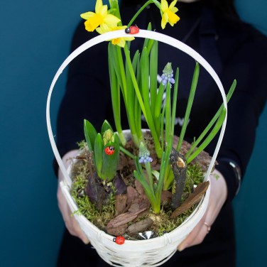 Весенники растущие в корзине