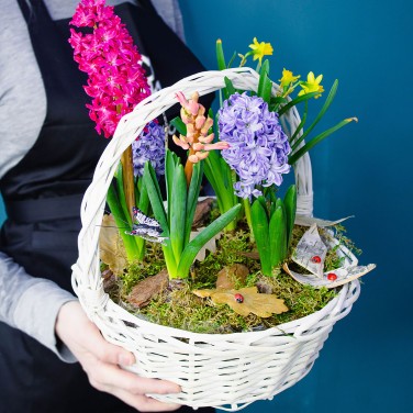 Гиацинты в корзине с растениями
