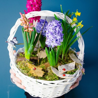 Гиацинты в корзине с растениями