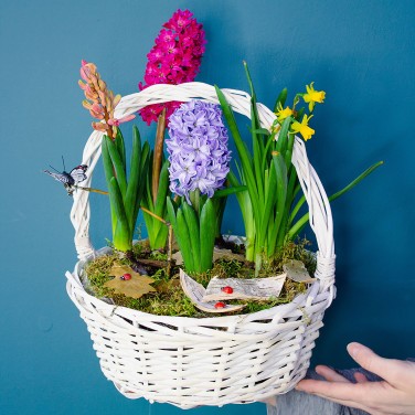 Гиацинты в корзине с растениями