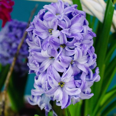 Гиацинты в корзине с растениями