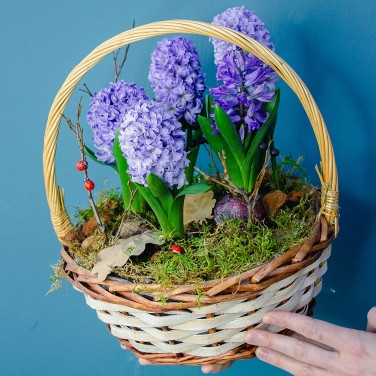 Корзина с растущими гиацинтами