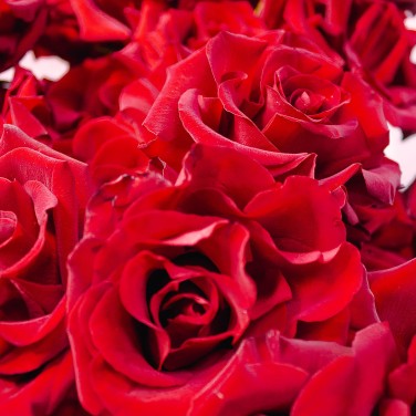 Восторг красных необычных роз