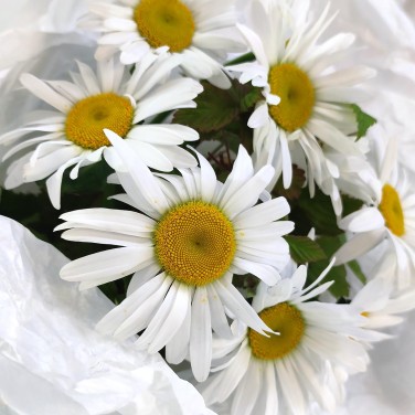 Беззаботность букет крупных ромашек