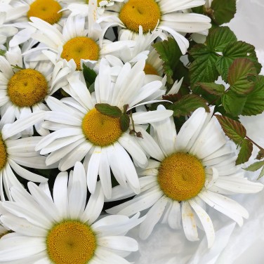 Букет больших садовых ромашек