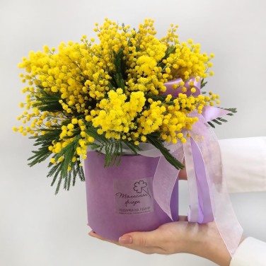 Коробочка мимозы Тебе