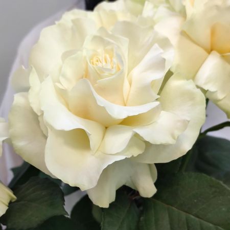 Белые французские розы в вазе