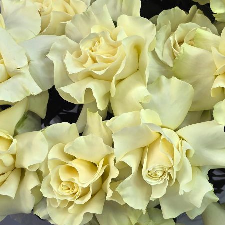 Шикарный букет белых французских роз