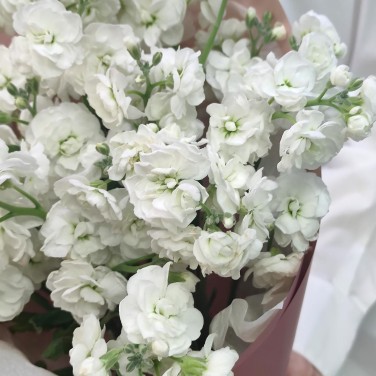 Белоснежность букет маттиол