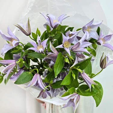 Милый клематис в упаковке