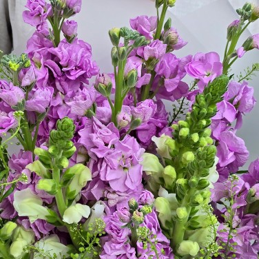 Букет маттиол Моей нежной