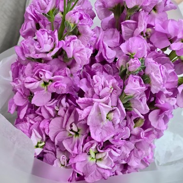 Букет розовых маттиол