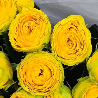 Солнечный букет пионовидных роз