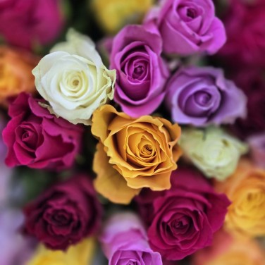 Букет разноцветных роз Кения 51 шт