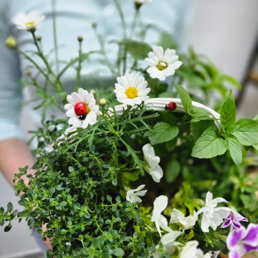 Корзина с травами Летнее очарование