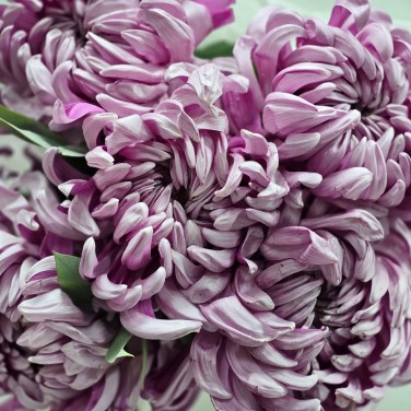 Моно букет хризантем Лиловый сон