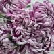 Моно букет хризантем Лиловый сон