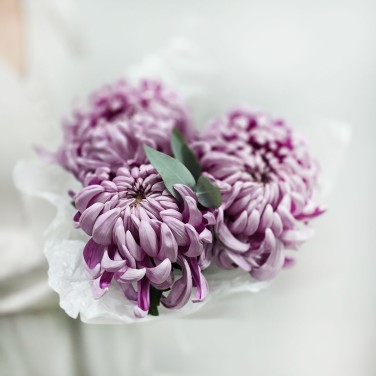 Моно букет хризантем Лиловый сон