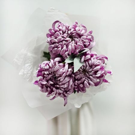 Моно букет хризантем Лиловый сон