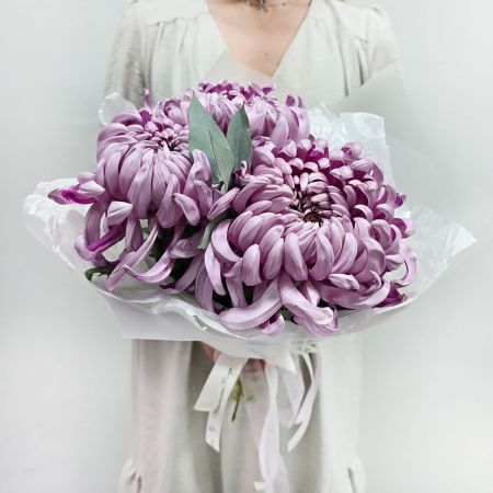 Моно букет хризантем Лиловый сон