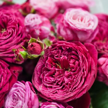 Малиновые пионовидные розы в компактном букете