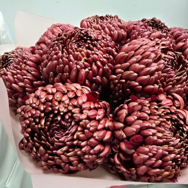 Большой букет из хризантем бигуди