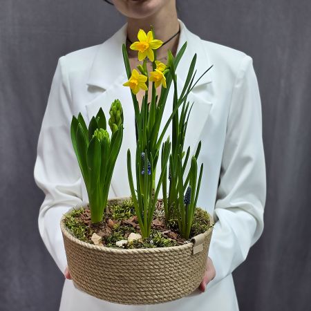 Композиция из весенних луковичных цветов в кашпо