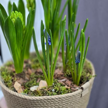 Композиция из весенних луковичных цветов в кашпо