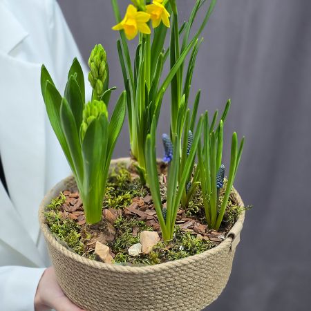 Композиция из весенних луковичных цветов в кашпо