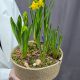 Композиция из весенних луковичных цветов в кашпо