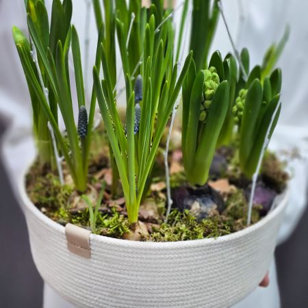 Композиция из растущих весенних цветов