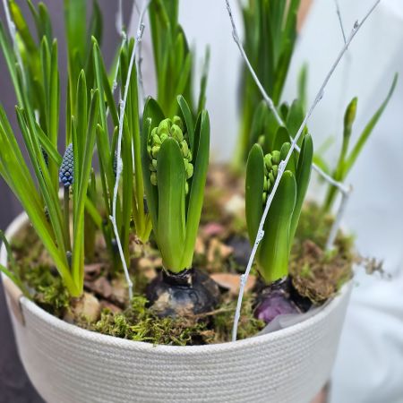 Композиция из растущих весенних цветов