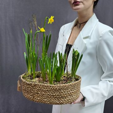 Композиция весенних луковичных в джутовом кашпо