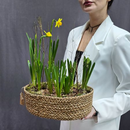 Композиция весенних луковичных в джутовом кашпо