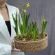 Композиция весенних луковичных в джутовом кашпо